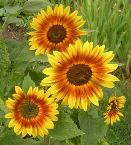 Sunflowers 'Ring of Fire'