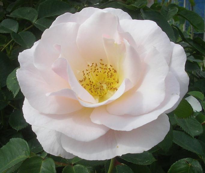 Rose 'Pretty Lady' fully open