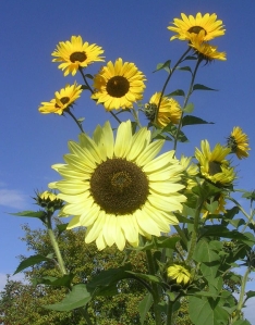 Fran's sunflowers