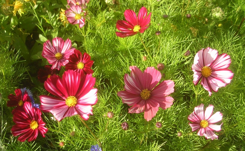 Cosmos 'Velouette' flowers