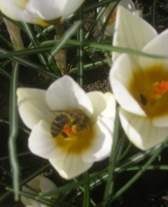 honey-bee-on-a-white-crocus